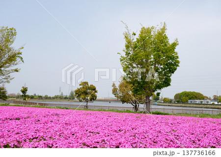 愛知県弥富市_三ツ又池公園10_2025年4月 137736166