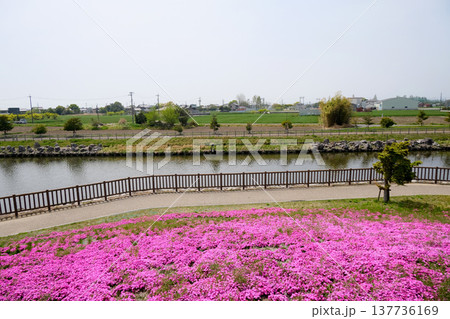 愛知県弥富市_三ツ又池公園13_2025年4月 137736169
