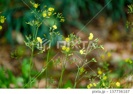 野原に群生する小さな黄色の野草オニタビラコ 137736187