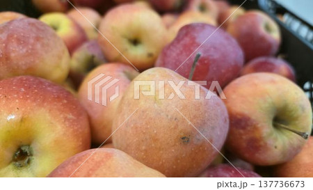 Fresh Colorful Apples Close-Up 137736673