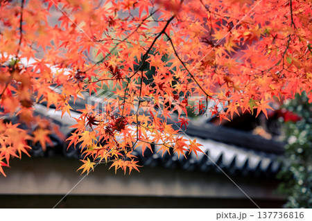 Maple With Roof At Hogonin Temple In Kyoto Japan Scene Nov 28 2025 Maple With Roof At Hogonin Temple In Kyoto Japan Scene Nov 28 2025 137736816