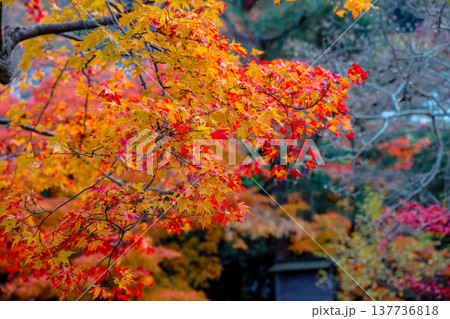 Zen Garden Maple at Hogon in Temple Kyoto Nov 28 2025 Zen Garden Maple at Hogon in Temple Kyoto Nov 28 2025 137736818
