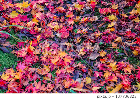 Brilliant Red Maple Garden at Hogon in Temple Kyoto Nov 28 2025 Brilliant Red Maple Garden at Hogon in Temple Kyoto Nov 28 2025 137736825