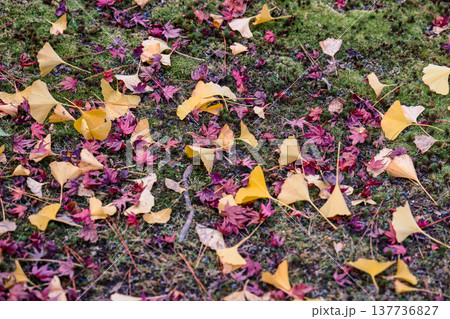 Autumn Leaves Scattered Across Mossy Ground Create Nov 28 2025 Autumn Leaves Scattered Across Mossy Ground Create Nov 28 2025 137736827