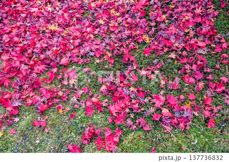 Brilliant Red Maple Garden at Hogon in Temple Kyoto Nov 28 2025 137736832