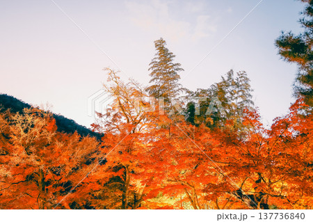 Night Lights Illuminating Maple At Hogonin Temple Kyoto Japan Nov 28 2025 Night Lights Illuminating Maple At Hogonin Temple Kyoto Japan Nov 28 2025 137736840