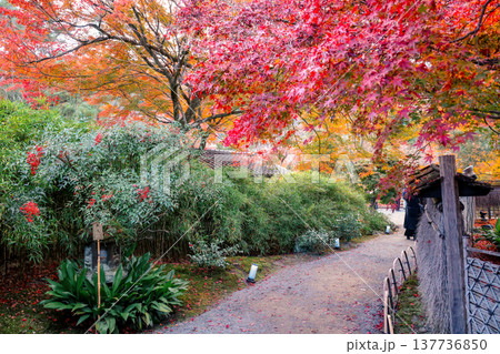 Zen Garden Maple at Hogon in Temple Kyoto Nov 28 2025 Zen Garden Maple at Hogon in Temple Kyoto Nov 28 2025 137736850