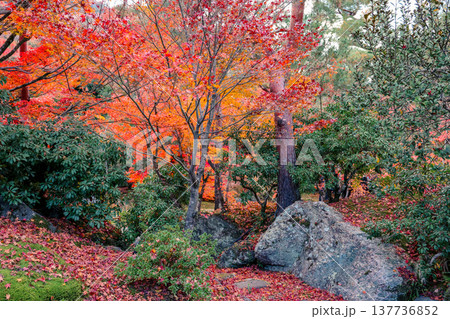 Zen Garden Maple at Hogon in Temple Kyoto Nov 28 2025 Zen Garden Maple at Hogon in Temple Kyoto Nov 28 2025 137736852