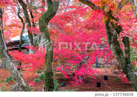 Zen Garden Maple at Hogon in Temple Kyoto Nov 28 2025 Zen Garden Maple at Hogon in Temple Kyoto Nov 28 2025 137736856