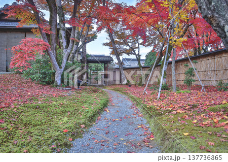 Brilliant Red Maple Garden at Hogon in Temple Kyoto Nov 28 2025 137736865