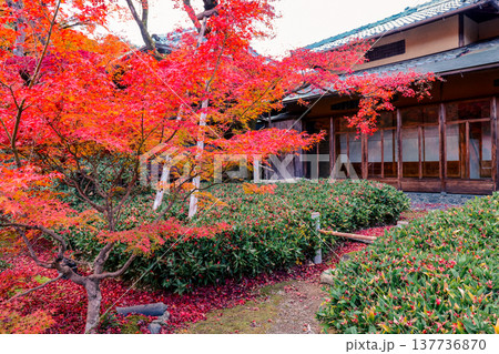 Vibrant Maple At Hogonin Temple In Scenic Kyoto Japan Nov 28 2025 Vibrant Maple At Hogonin Temple In Scenic Kyoto Japan Nov 28 2025 137736870
