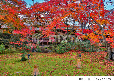 Brilliant Red Maple Garden at Hogon in Temple Kyoto Nov 28 2025 137736879