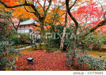 Vibrant Maple At Hogonin Temple In Scenic Kyoto Japan Nov 28 2025 137736885
