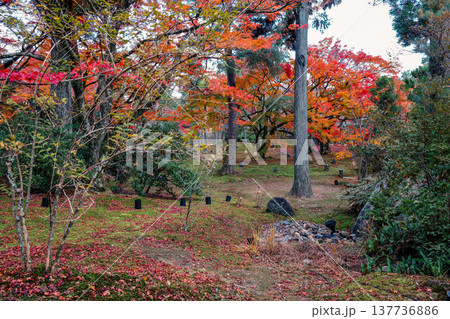 Zen Garden Maple at Hogon in Temple Kyoto Nov 28 2025 Zen Garden Maple at Hogon in Temple Kyoto Nov 28 2025 137736886