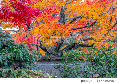 Zen Garden Maple at Hogon in Temple Kyoto Nov 28 2025 137736890