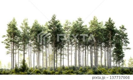 A dense deep forest scene isolated on white background. 137737008