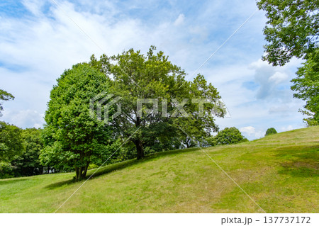 青空の下に広がる草原の丘と一本の大きな木 137737172