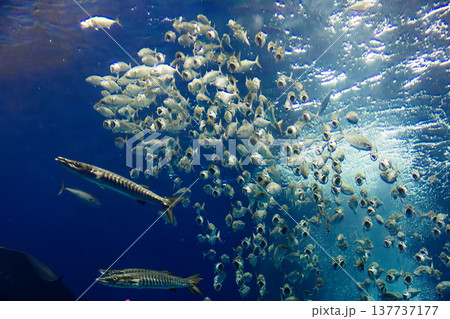 魚群 魚の群れ 銀色 137737177