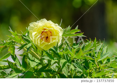 初夏の庭に気高く咲く黄色い牡丹の花 137737850