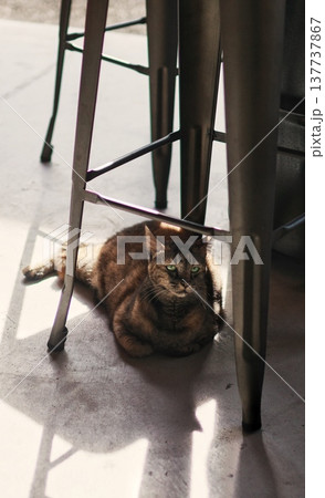 椅子の下で日向ぼっこする猫 椅子の下で日向ぼっこする猫 137737867