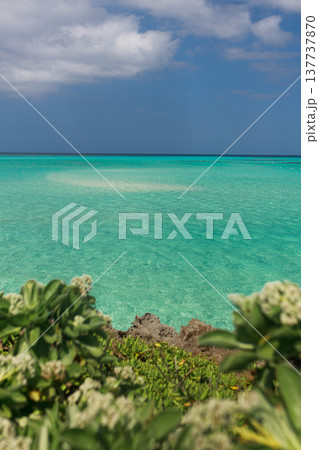 海岸の植物越しに見えるエメラルドグリーンの南国の海 137737870