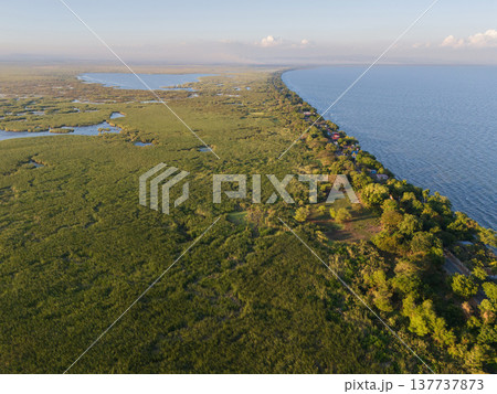 Green natural swamp landscape Green natural swamp landscape 137737873