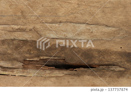 Black rotten hole in wooden plank Black rotten hole in wooden plank 137737874