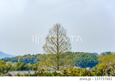 春の里山にそびえ立つメタセコイアの若葉 137737881