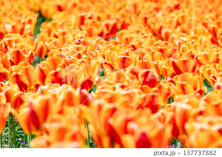 画面いっぱいに広がるオレンジと黄色のチューリップ 137737882