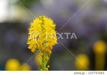 可憐な黄色の花を咲かせるブルビネラのマクロ撮影 137737883