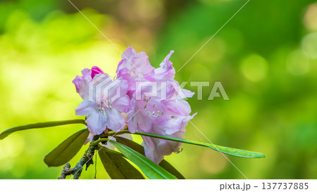 新緑を背景に咲く淡いピンクの石楠花 137737885
