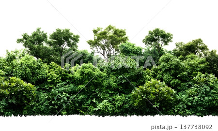 A lush green forest with dense foliage isolated on a clean white background. 137738092