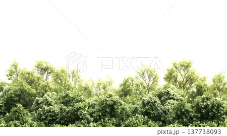 A lush green forest with dense foliage isolated on a clean white background. 137738093