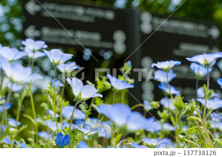 案内板を背景に咲く可憐なネモフィラの花 案内板を背景に咲く可憐なネモフィラの花 137738126