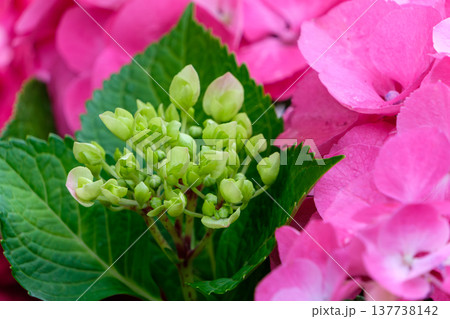 鮮やかなピンク色の紫陽花と瑞々しい蕾のクローズアップ 鮮やかなピンク色の紫陽花と瑞々しい蕾のクローズアップ 137738142