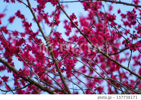 梅の花 137738171