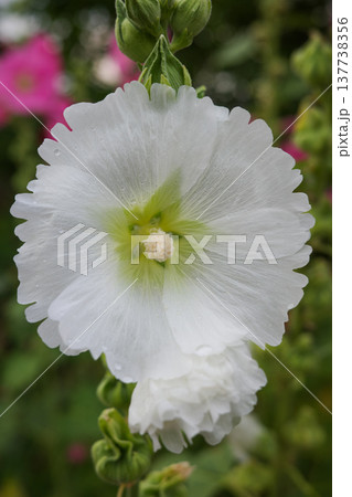 白い花タチアオイ 137738356