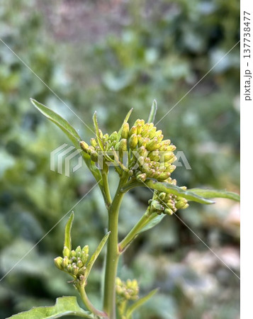 菜の花畑(からしな) 菜の花畑(からしな) 137738477