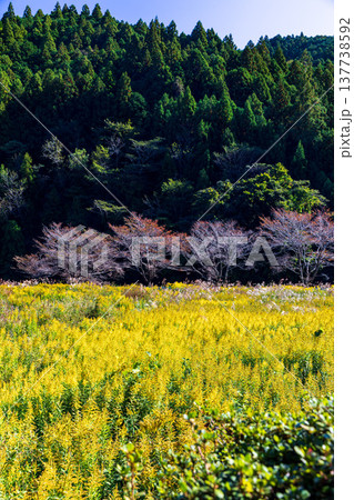 静岡県周智郡森町鍛治島 山里の風景 静岡県周智郡森町鍛治島 山里の風景 137738592