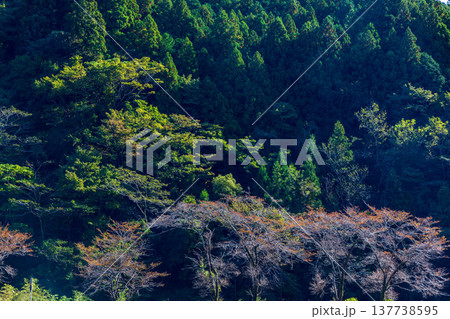 静岡県周智郡森町鍛治島 山里の風景 静岡県周智郡森町鍛治島 山里の風景 137738595