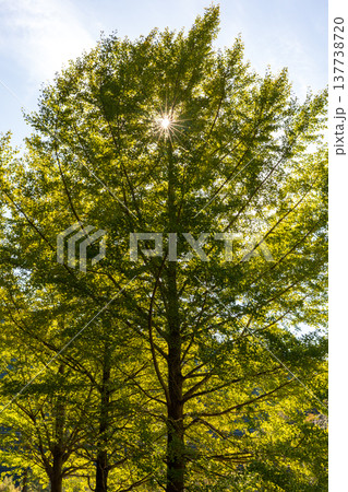 静岡県周智郡森町問詰 山里の風景 静岡県周智郡森町問詰 山里の風景 137738720