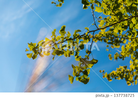 静岡県周智郡森町問詰 山里の風景 静岡県周智郡森町問詰 山里の風景 137738725