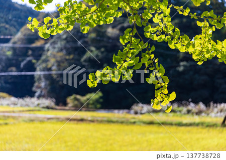 静岡県周智郡森町問詰　山里の風景 137738728