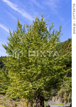 静岡県周智郡森町問詰 山里の風景 静岡県周智郡森町問詰 山里の風景 137738738