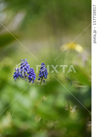 春に咲くムスカリの花 137738917