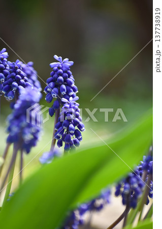 春に咲くムスカリの花 137738919