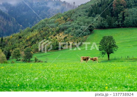Grazing cows on an alpine meadow among the mountains Grazing cows on an alpine meadow among the mountains 137738924