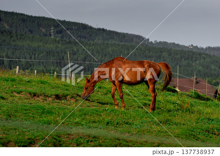 A horse grazes on a farm among the Alpine mountains A horse grazes on a farm among the Alpine mountains 137738937