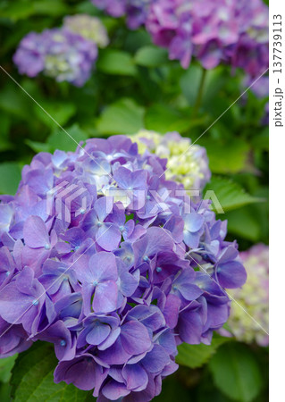 紫陽花 紫陽花 137739113