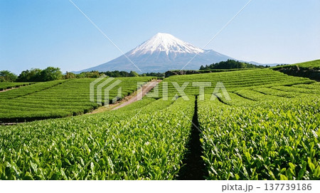 青空に映える残雪の富士山と、瑞々しい新緑が広がる静岡の茶畑 137739186